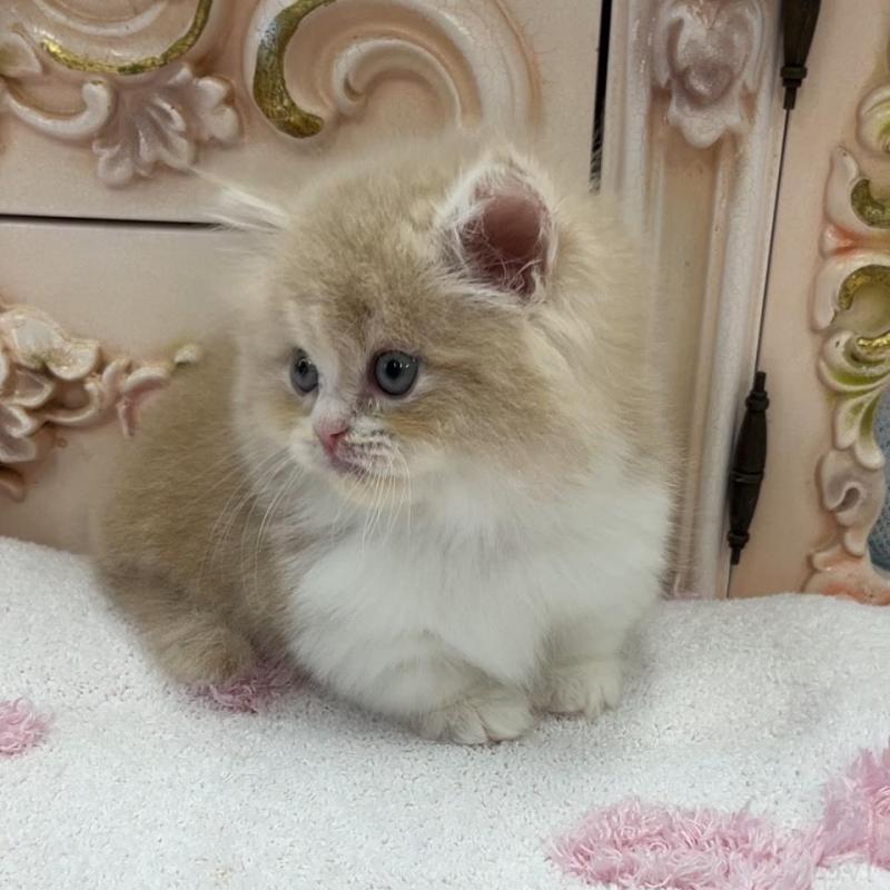 販売中の愛知県のミヌエット(短足)-134665の4枚目