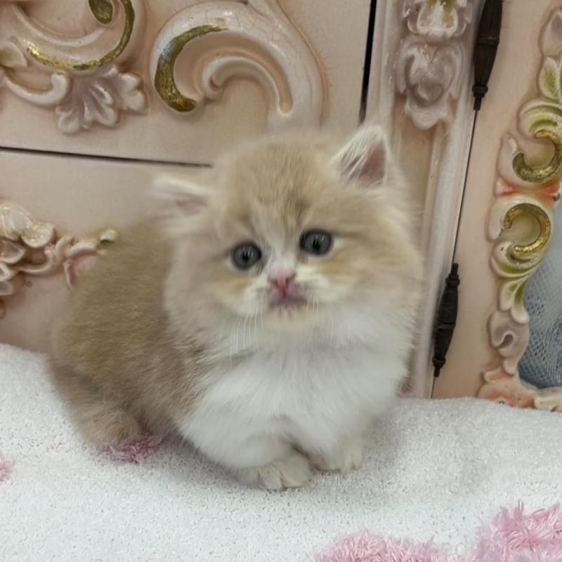 販売中の愛知県のミヌエット(短足)-134665の3枚目