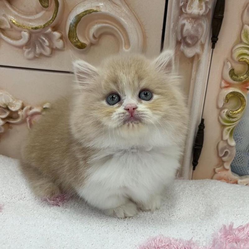 販売中の愛知県のミヌエット(短足)-134665の2枚目