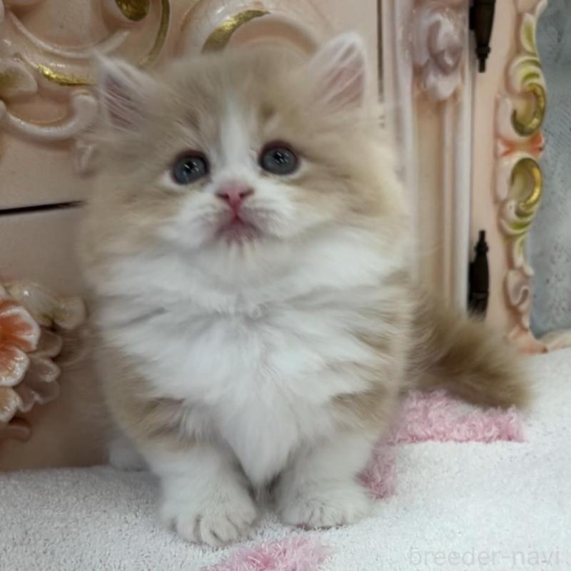 販売中の愛知県のミヌエット(短足)-134666の8枚目