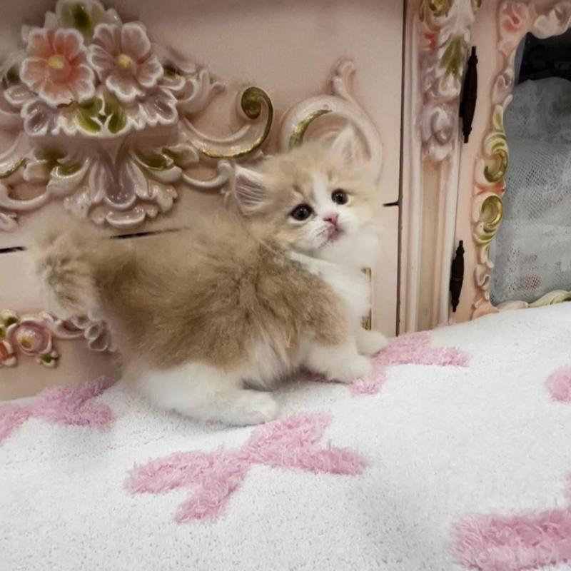 販売中の愛知県のミヌエット(短足)-134666の7枚目