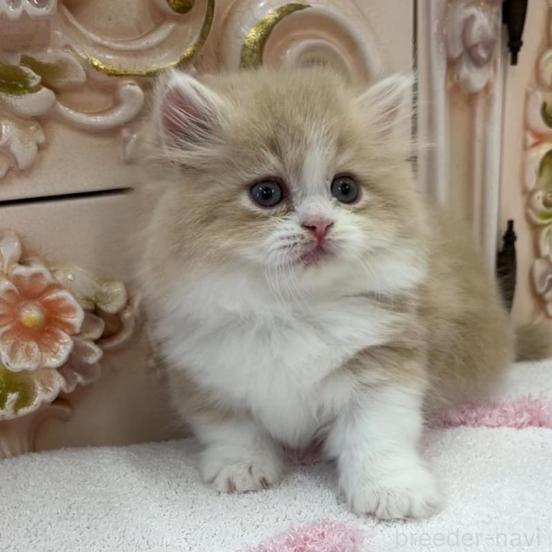 販売中の愛知県のミヌエット(短足)-134666の6枚目