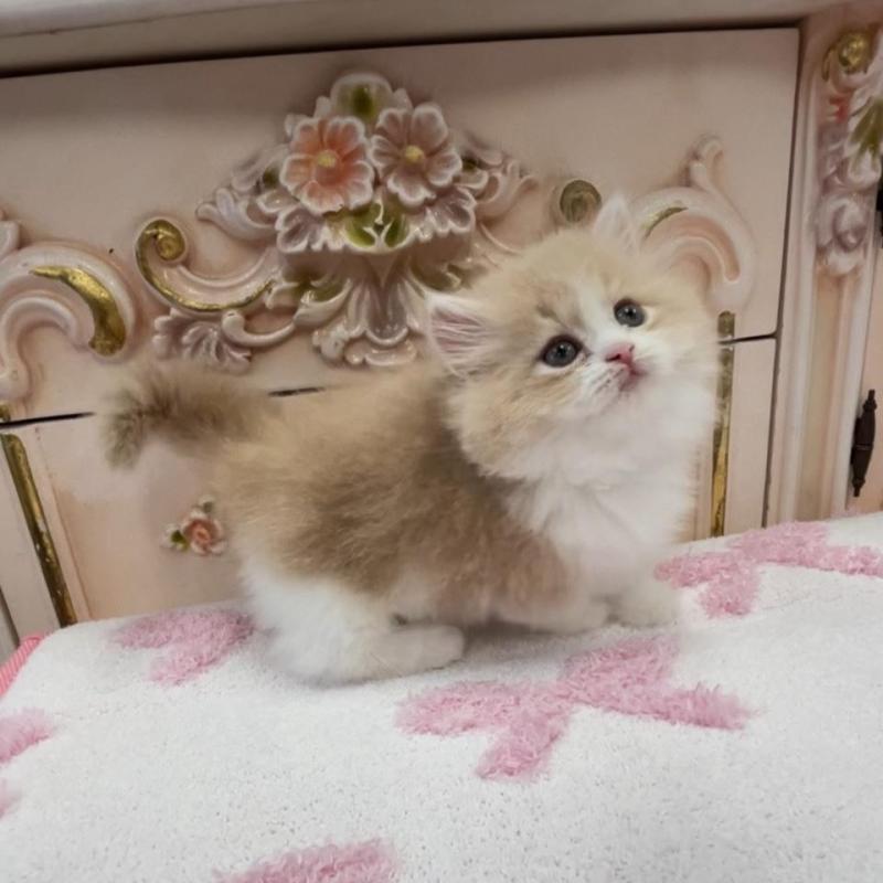 販売中の愛知県のミヌエット(短足)-134666の4枚目