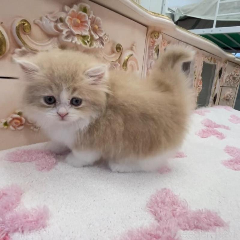 販売中の愛知県のミヌエット(短足)-134666の3枚目