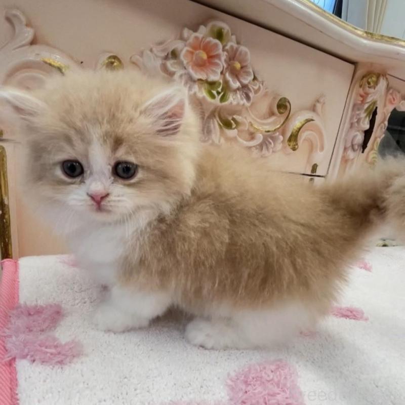 販売中の愛知県のミヌエット(短足)-134666の2枚目