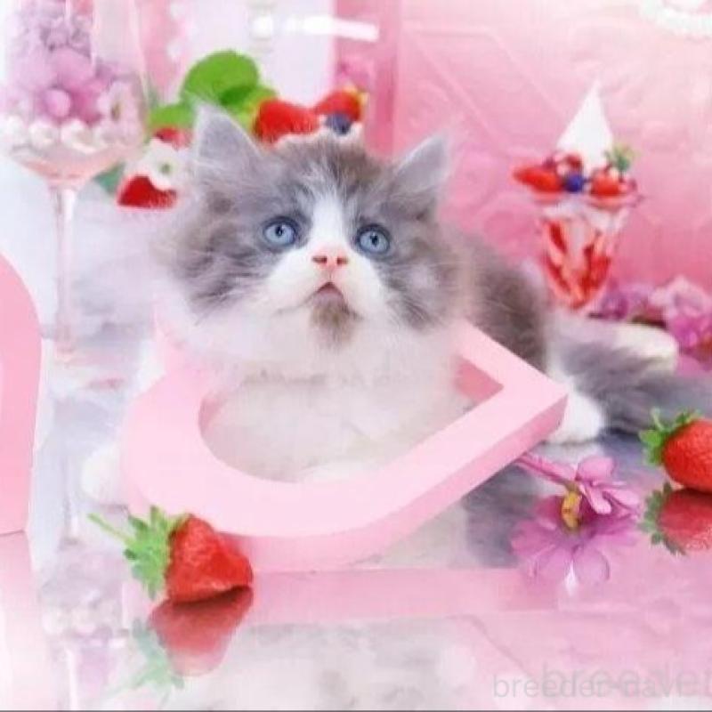 販売中の岐阜県のラガマフィン-134667の3枚目