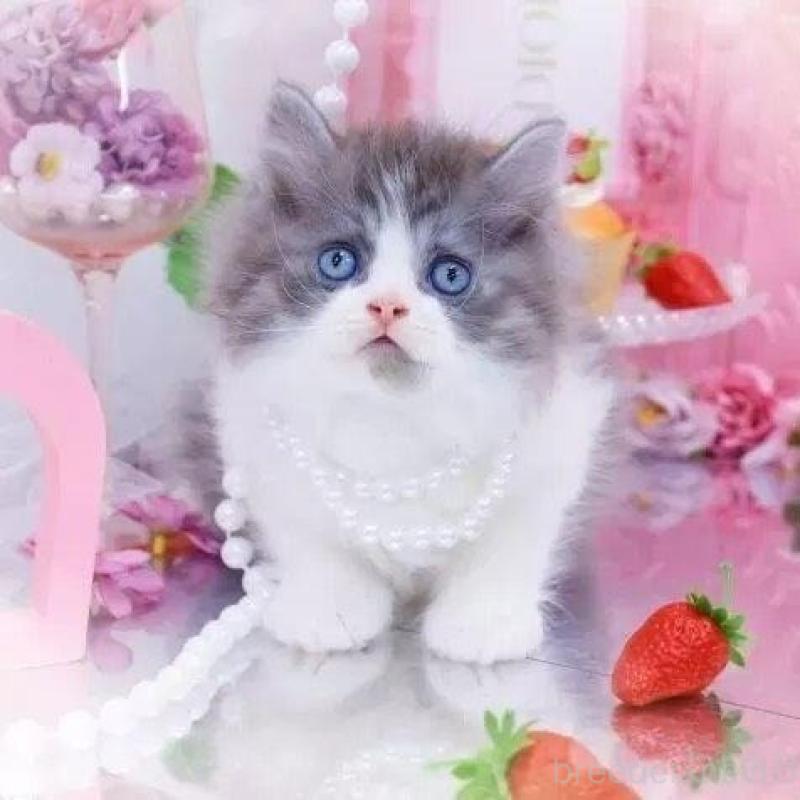 販売中の岐阜県のラガマフィン-134667の2枚目