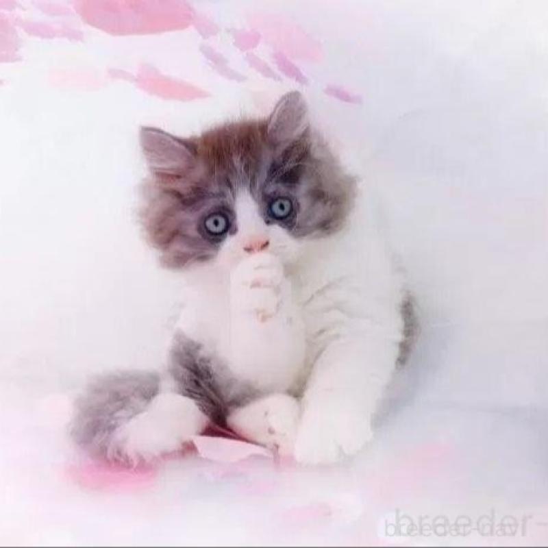 販売中の岐阜県のラガマフィン-134667