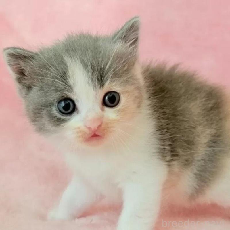 販売中ののスコティッシュフォールド-134668