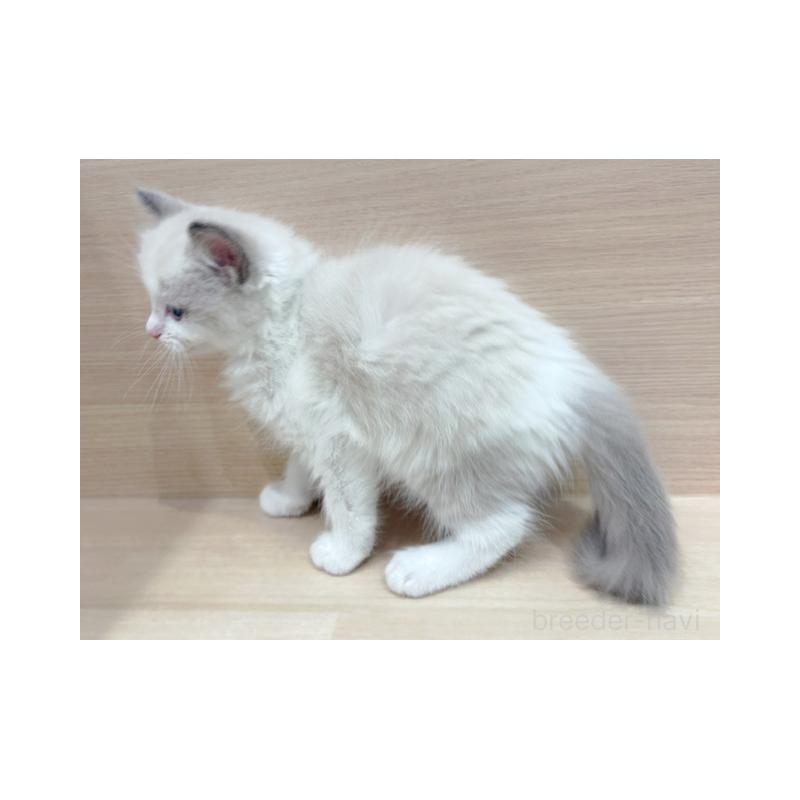 販売中の東京都のラグドール-134669の5枚目