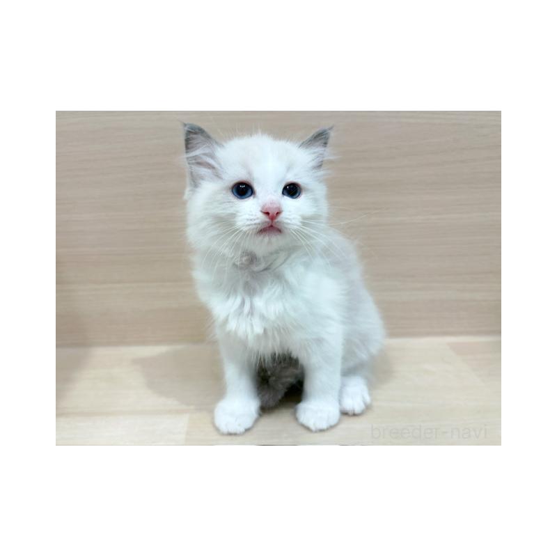 販売中の東京都のラグドール-134669