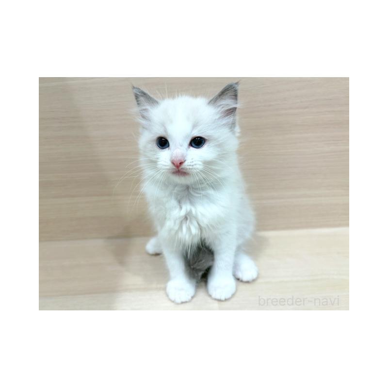 販売中の東京都のラグドール-134669の4枚目