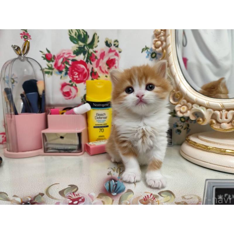 販売中の茨城県のスコティッシュフォールド-134671の6枚目