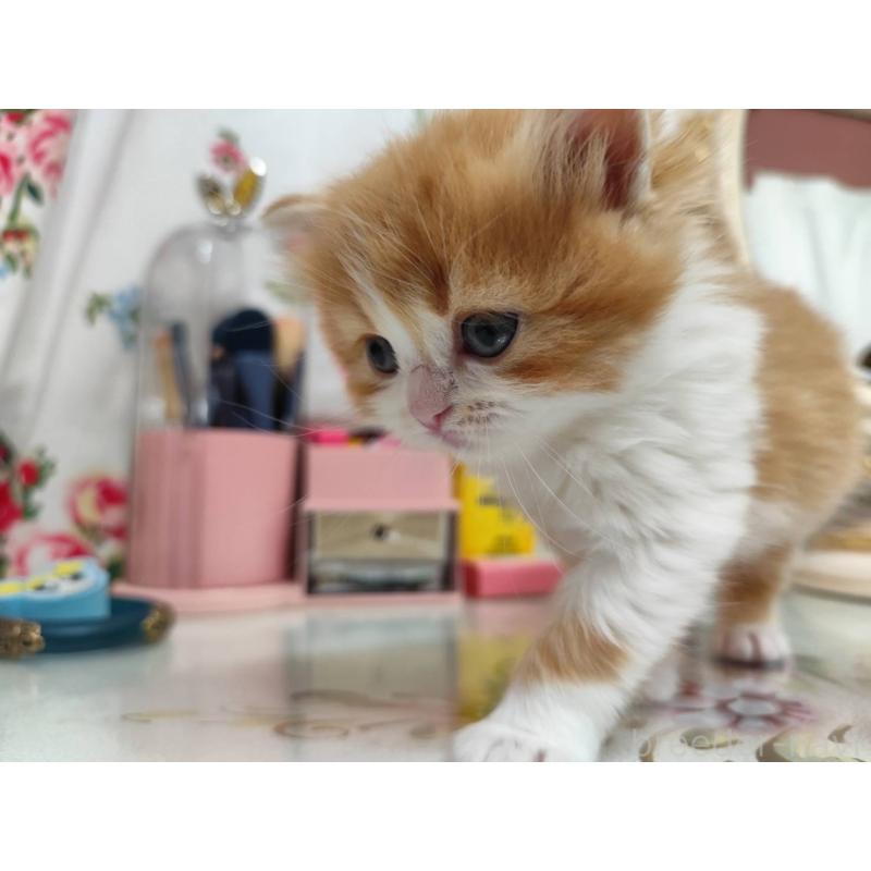 販売中の茨城県のスコティッシュフォールド-134671の7枚目