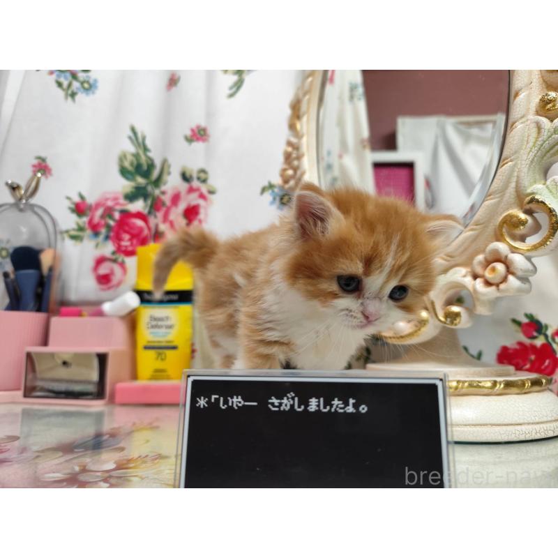 販売中の茨城県のスコティッシュフォールド-134671の5枚目