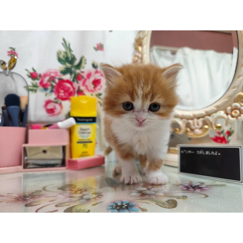 販売中の茨城県のスコティッシュフォールド-134671の4枚目