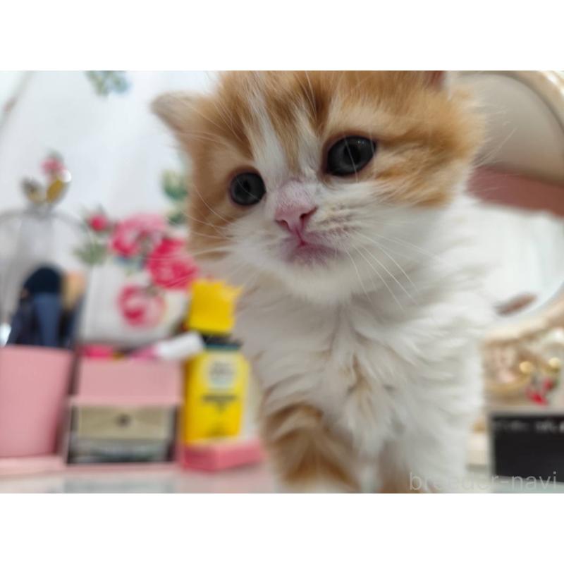 販売中の茨城県のスコティッシュフォールド-134671の2枚目