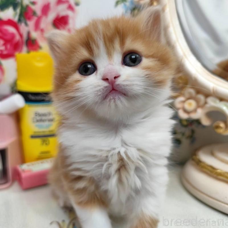 販売中の茨城県のスコティッシュフォールド-134671の1枚目