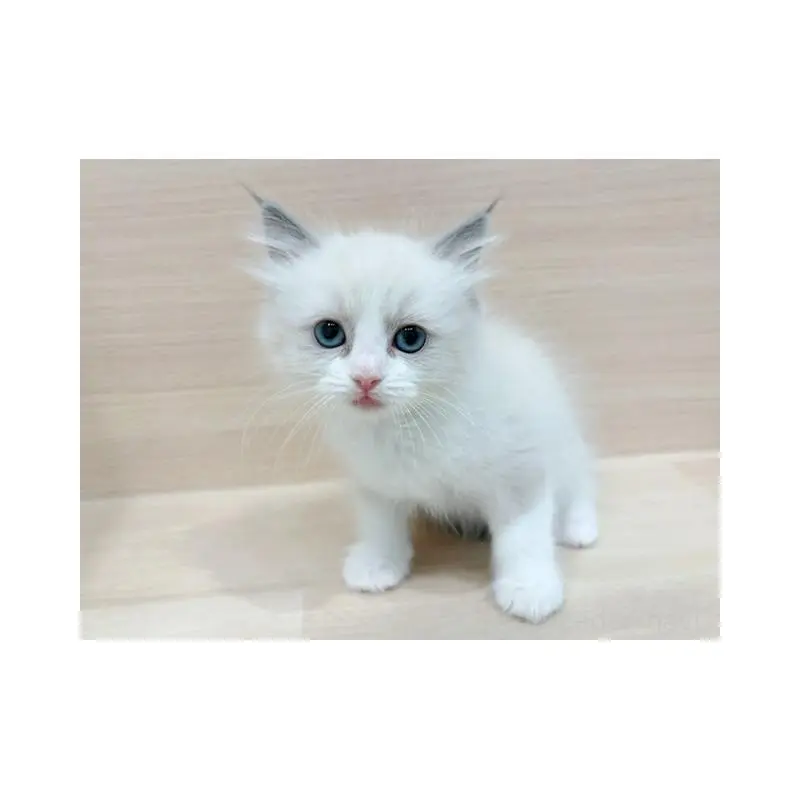 販売中の東京都のラグドール-134670