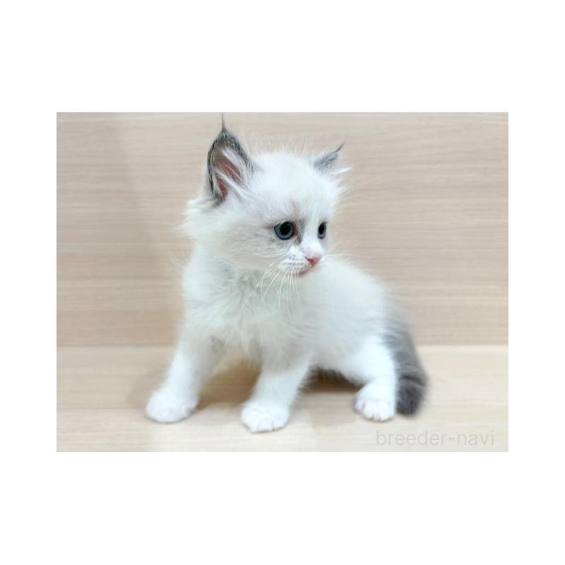 販売中の東京都のラグドール-134670の5枚目