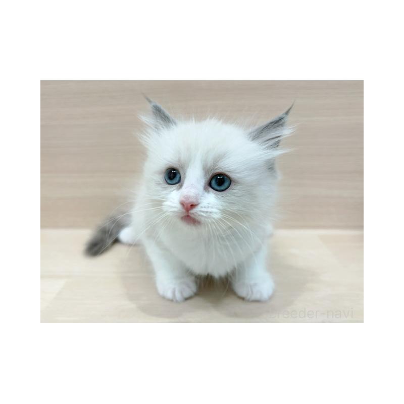 販売中の東京都のラグドール-134670の4枚目