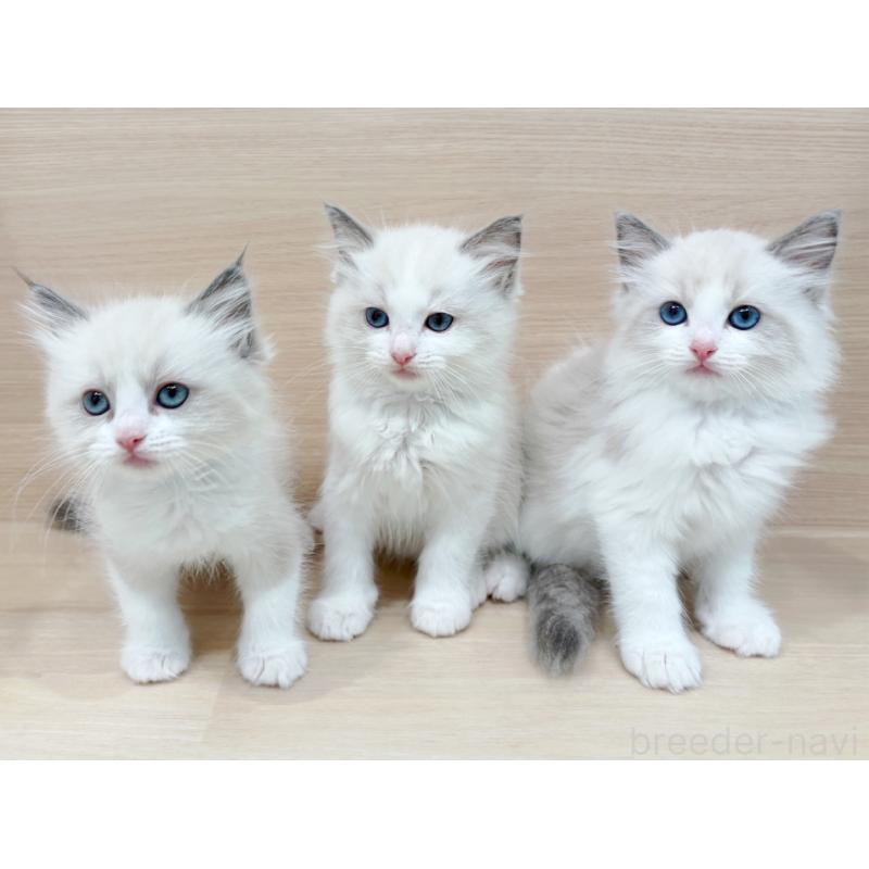 販売中の東京都のラグドール-134670の3枚目