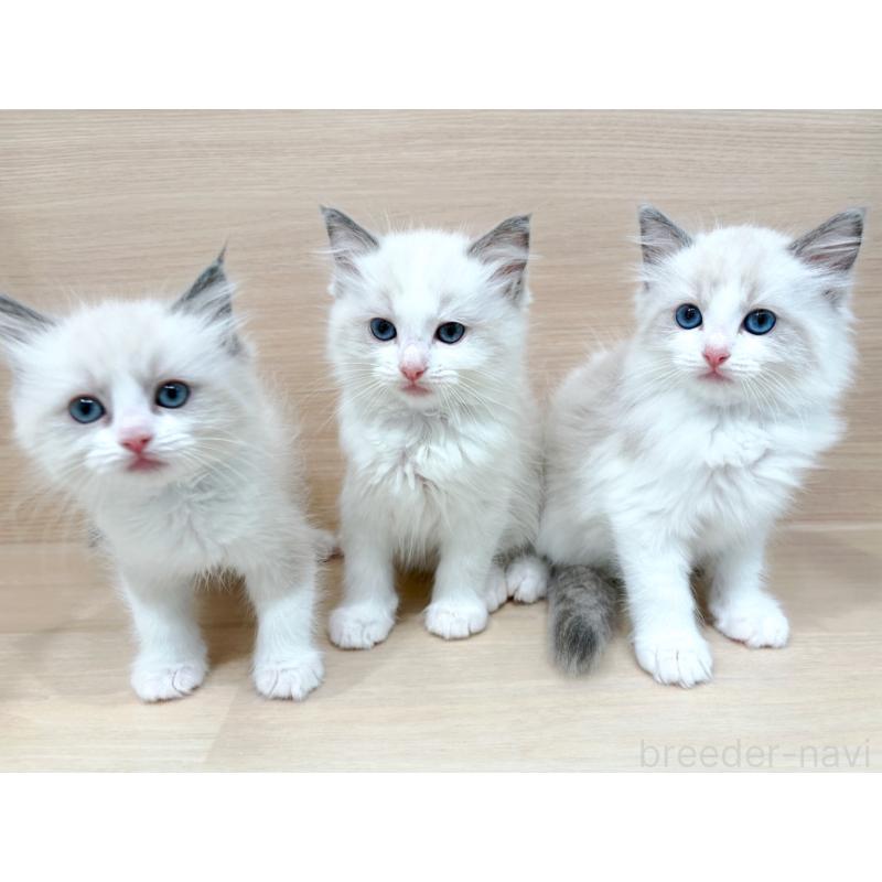 販売中の東京都のラグドール-134670の2枚目