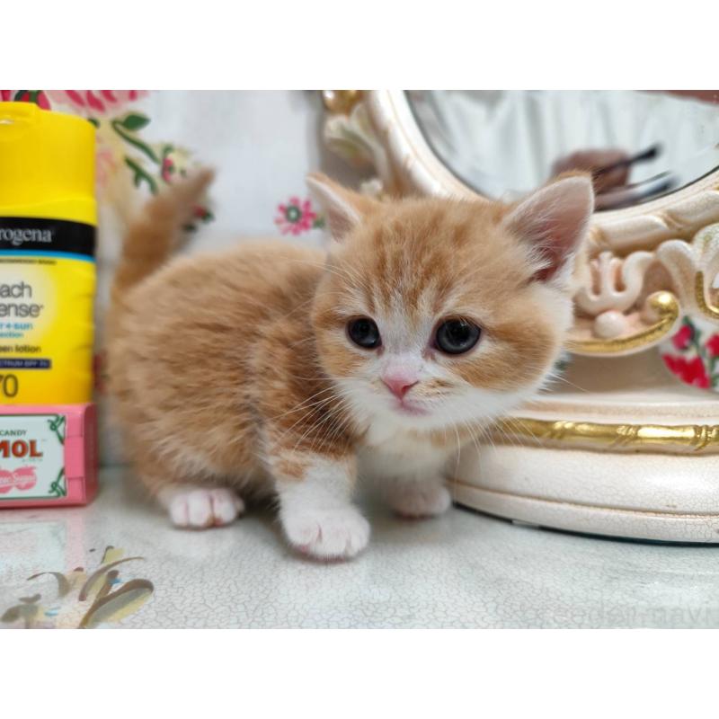 販売中の茨城県のスコティッシュフォールド-134673の3枚目