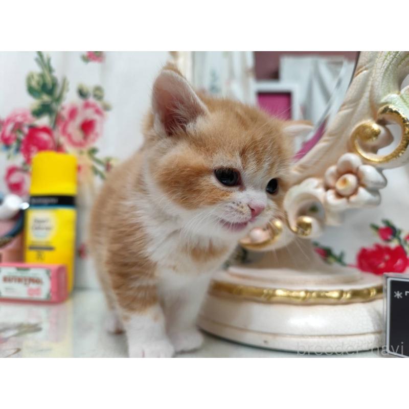 販売中の茨城県のスコティッシュフォールド-134673の2枚目