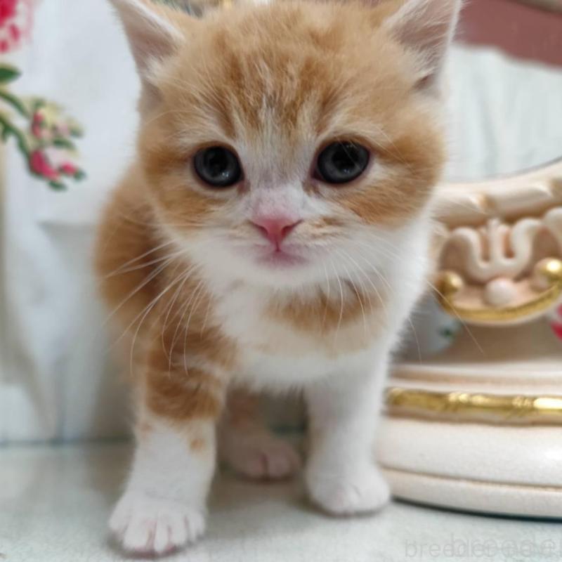 販売中の茨城県のスコティッシュフォールド-134673の1枚目