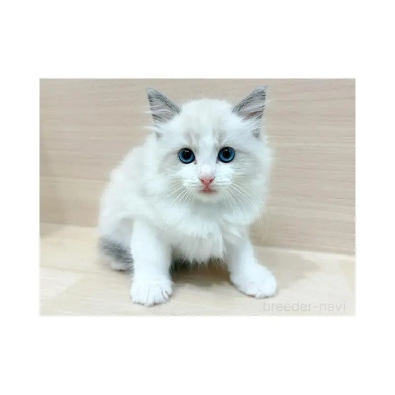 販売中の東京都のラグドール-134674