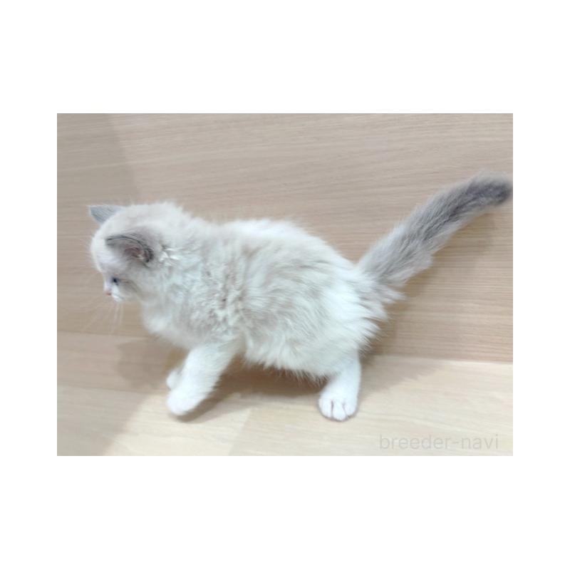 販売中の東京都のラグドール-134674の5枚目