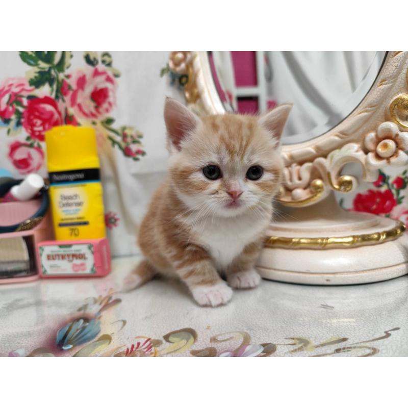 販売中の茨城県のスコティッシュフォールド-134675の3枚目