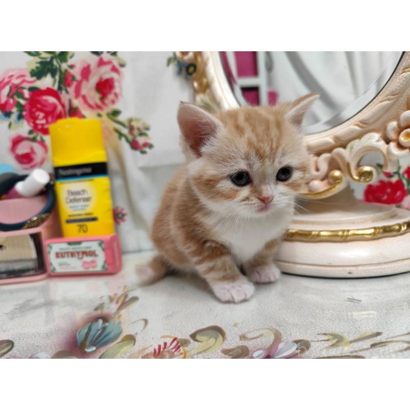 販売中の茨城県のスコティッシュフォールド-134675の2枚目