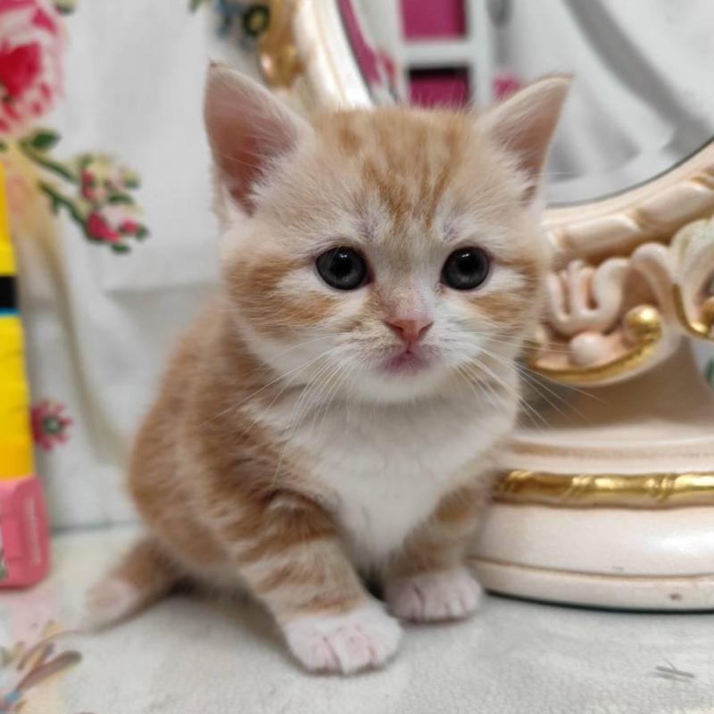 販売中の茨城県のスコティッシュフォールド-134675