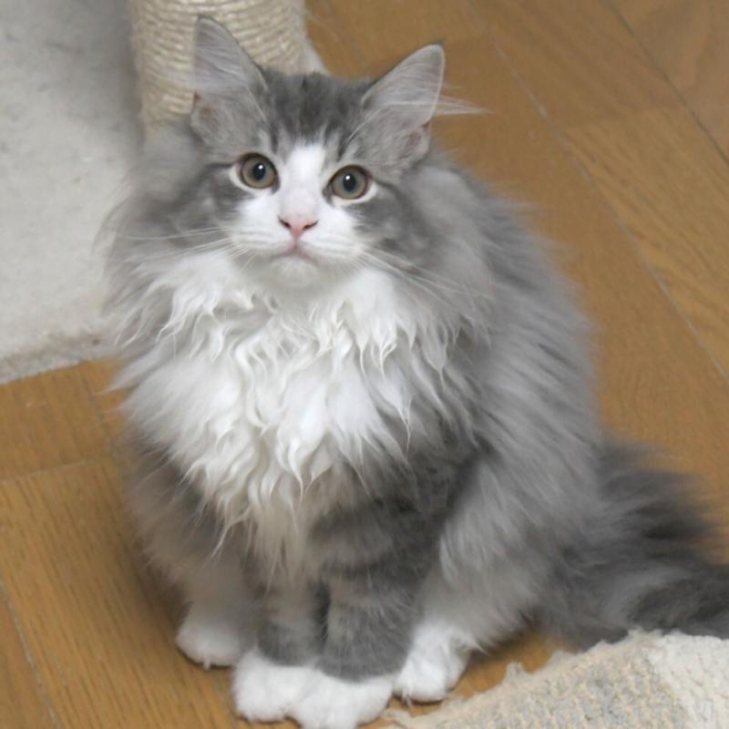 販売中の茨城県のノルウェージャンフォレストキャット-134678