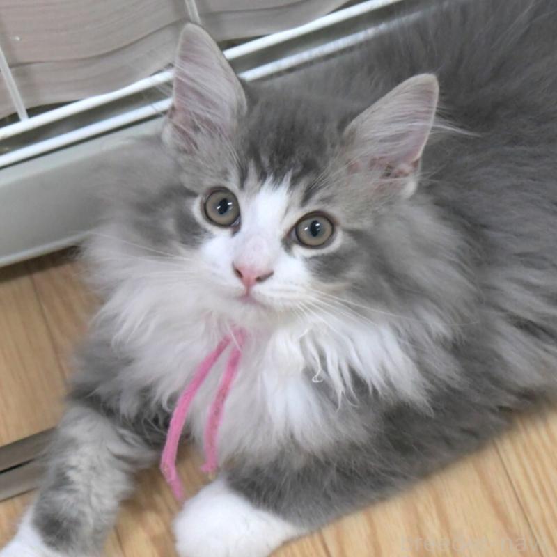 販売中の茨城県のノルウェージャンフォレストキャット-134678の3枚目