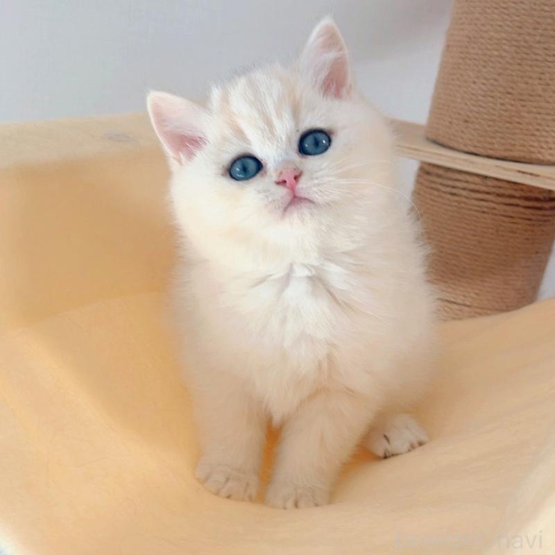 商談中の大阪府のブリティッシュショートヘア-133274