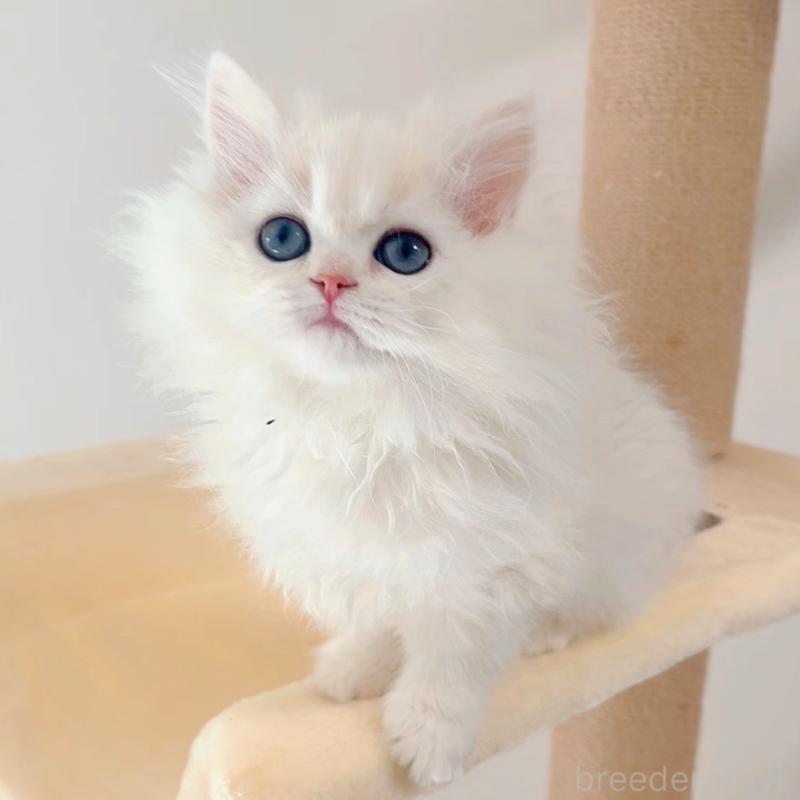 販売中の大阪府のブリティッシュショートヘア-131831の1枚目