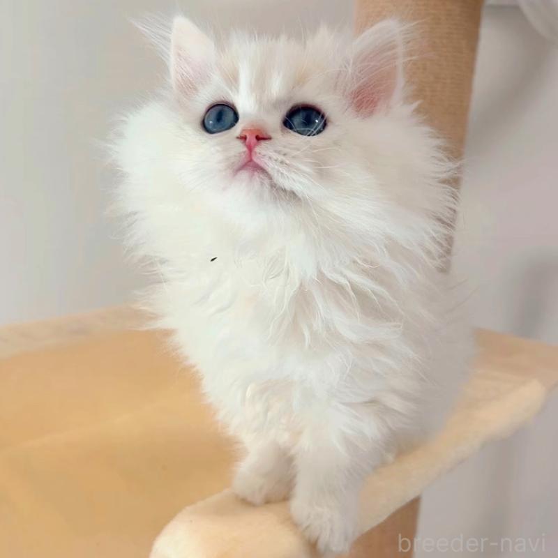 販売中の大阪府のブリティッシュショートヘア-131831の6枚目