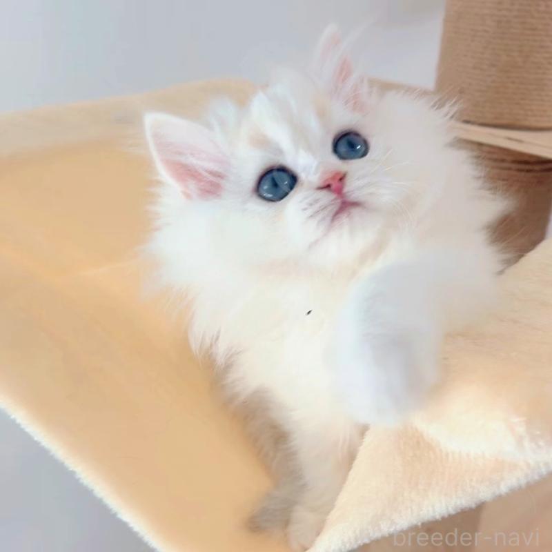 販売中の大阪府のブリティッシュショートヘア-131831の5枚目