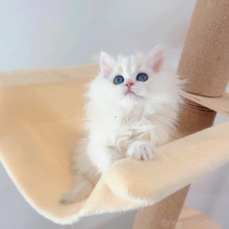 販売中の大阪府のブリティッシュショートヘア-131831の2枚目