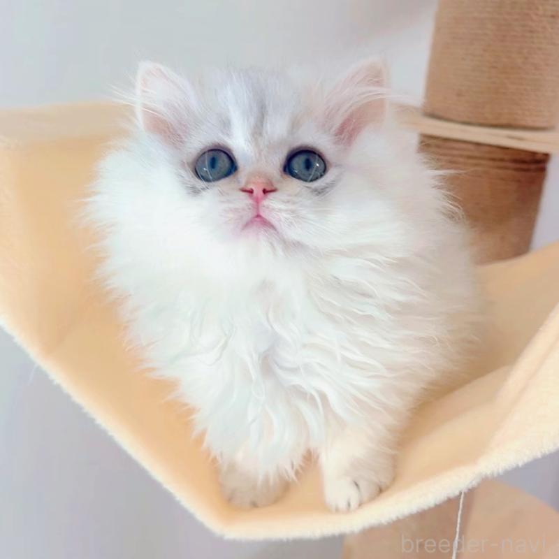 販売中の大阪府のブリティッシュショートヘア-133442