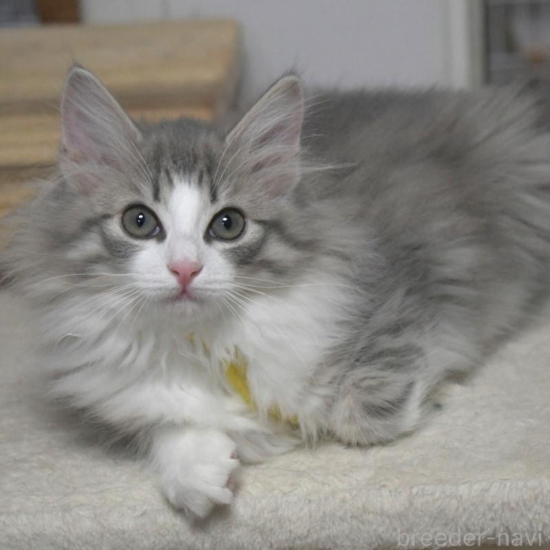 販売中の茨城県のノルウェージャンフォレストキャット-134681