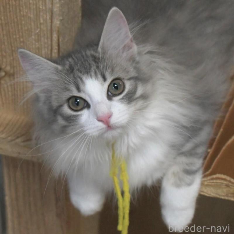 販売中の茨城県のノルウェージャンフォレストキャット-134681の3枚目