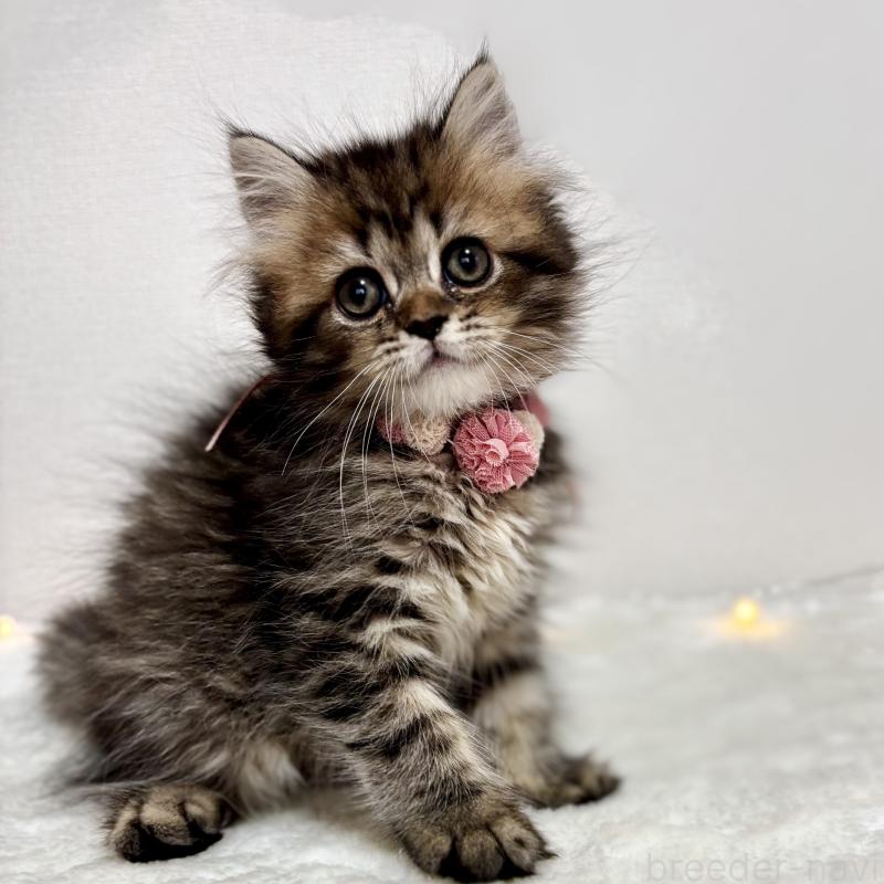 販売中の埼玉県のブリティッシュロングヘア-132324の2枚目