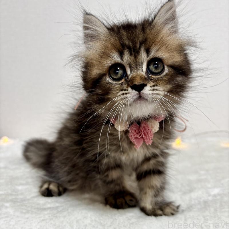 販売中の埼玉県のブリティッシュロングヘア-132324