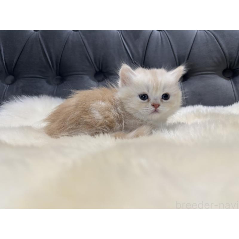 成約済の鹿児島県のミヌエット(短足)-133998の5枚目