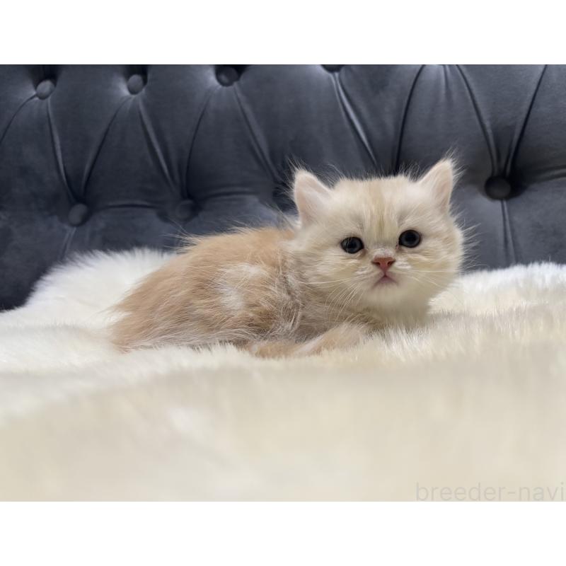 成約済の鹿児島県のミヌエット(短足)-133998の4枚目