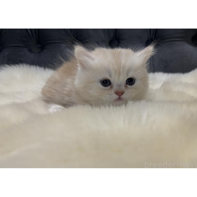 成約済の鹿児島県のミヌエット(短足)-133998の3枚目